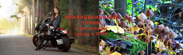 прущие грибы Няндома