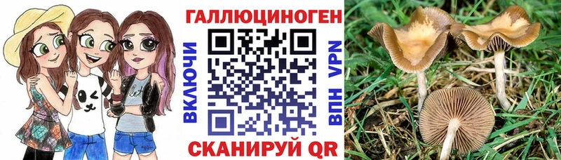 где купить наркоту  shop состав  Псилоцибиновые грибы Cubensis  Курильск 